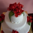 Svatebn� tulip�nov�