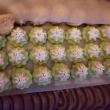 cukrov�
